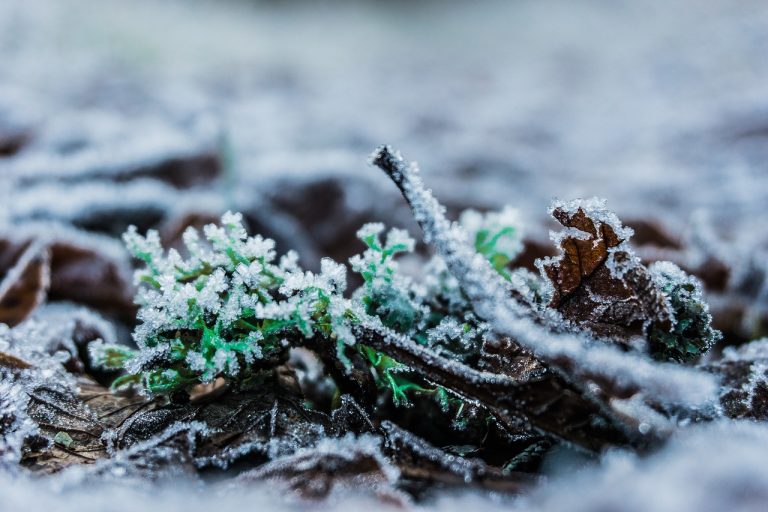 foret en hiver